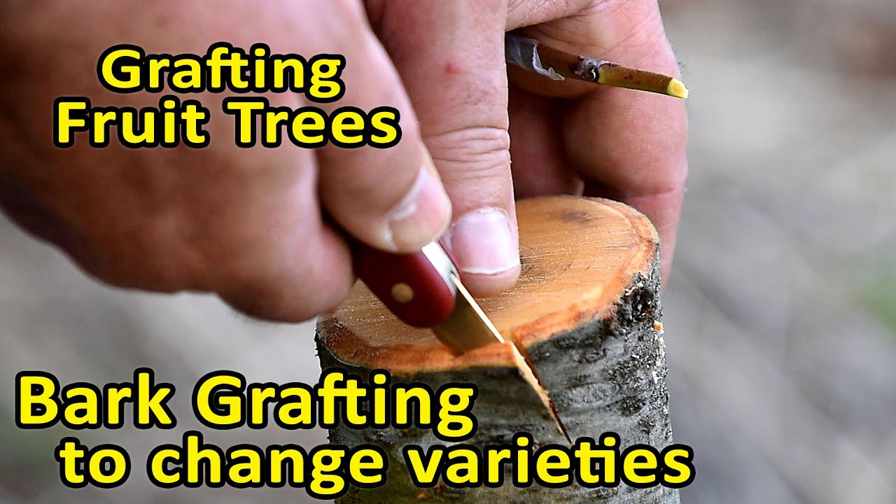 Grafting Fruit Trees | Bark Grafting to change varieties | Bark Grafting Updates