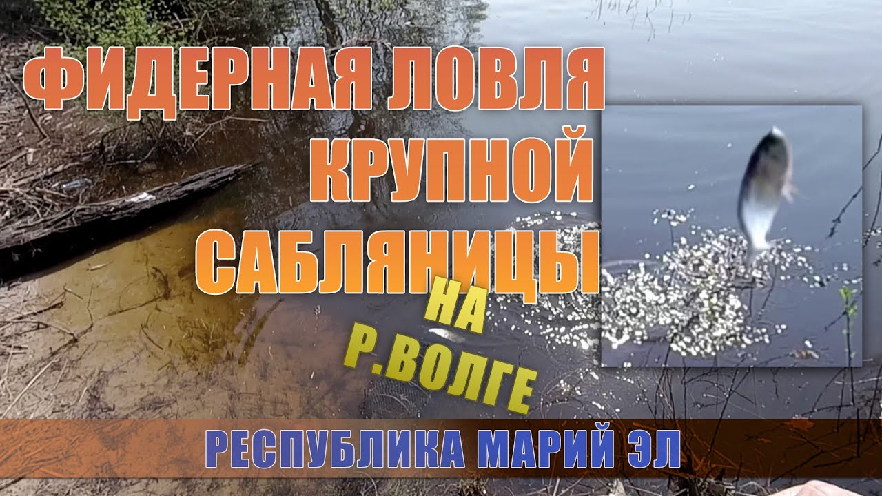 Пошла ЖАРА - чехонь на фидер! | Ловля чехони на фидер