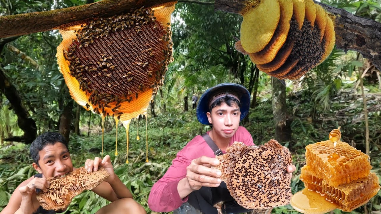 HONEY BEE LIBRENG PULOT NG PUKYUTAN PAGHARVEST ANG DAMING PULOT