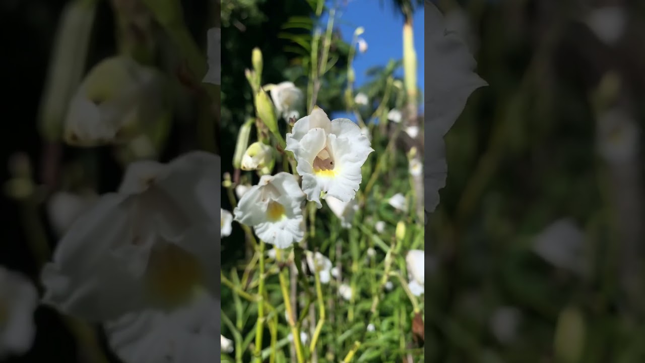 Orqu&iacute;dea arundina Alba!