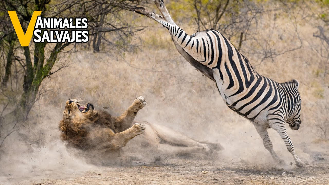 Los Momentos M&aacute;s Incre&iacute;bles De Las Fugas De Presas De Los Depredadores | Animales Salvajes