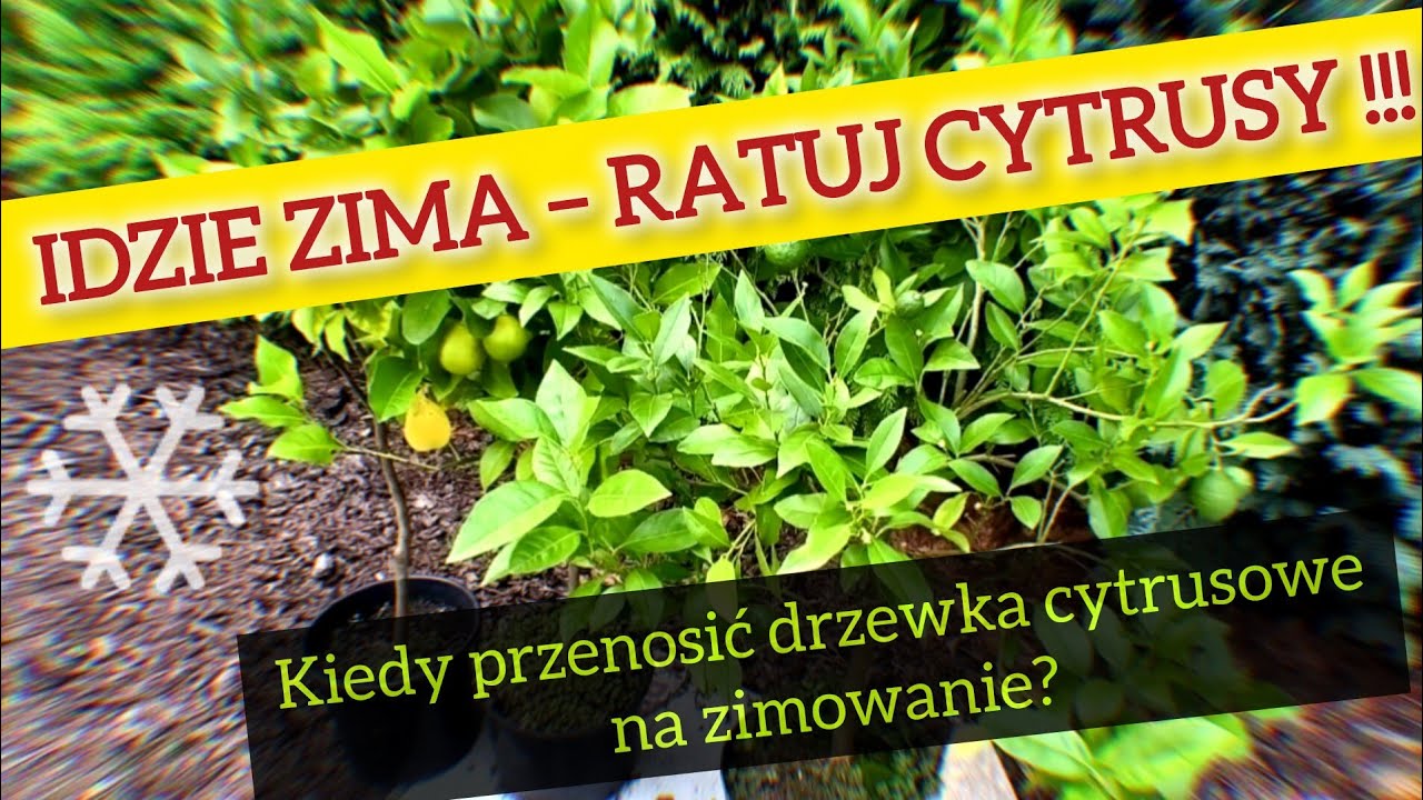 Przenoszenie cytrus&oacute;w na zimowanie #przenoszenieCytrus&oacute;wNaZimowanie