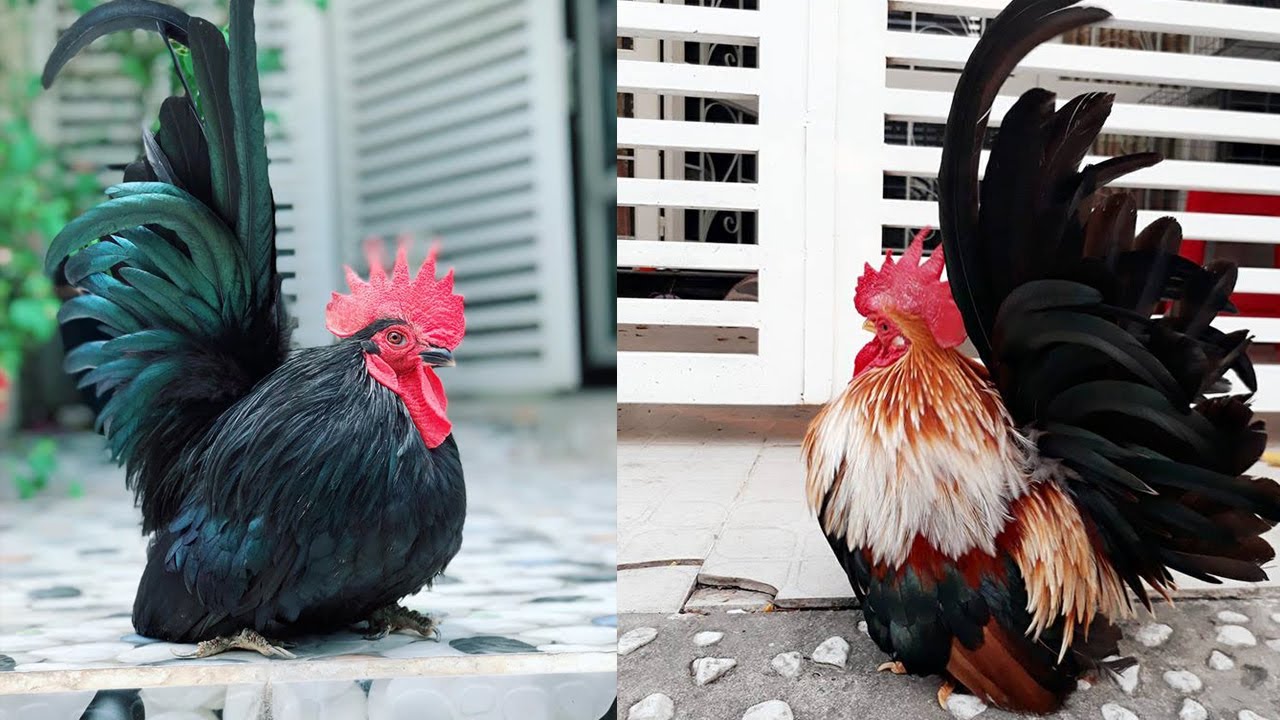 Gà thái Huỳnh Nhựt - Cận Cảnh Những Chú Gà Tre Thái Chuối Lửa, Nhạn, Chuối Tuyết