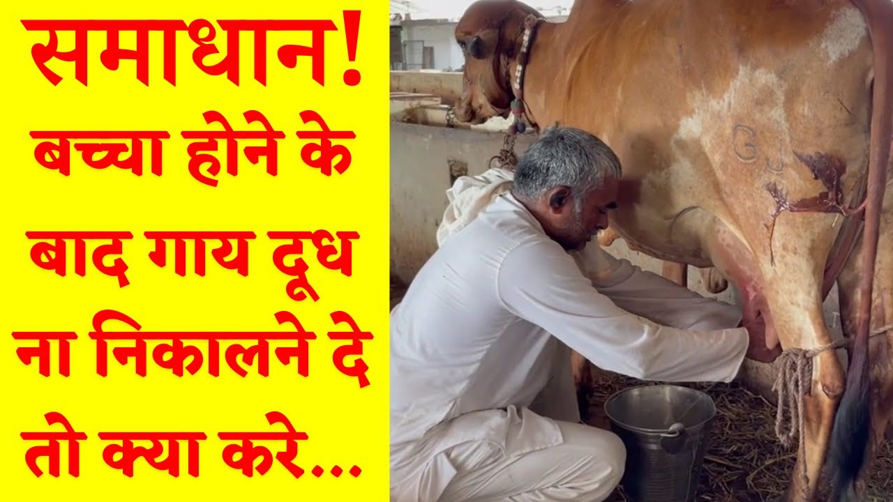 After Cow Delivery Not Allowing Milking - How to Milk Her?