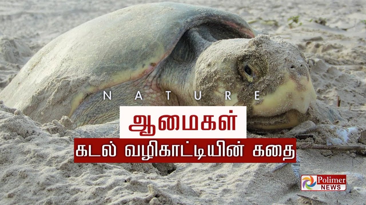 ஆமைகள் கடல் வழிகாட்டியின்  கதை | Positives of Turtles | Tortoise | Olive Ridley