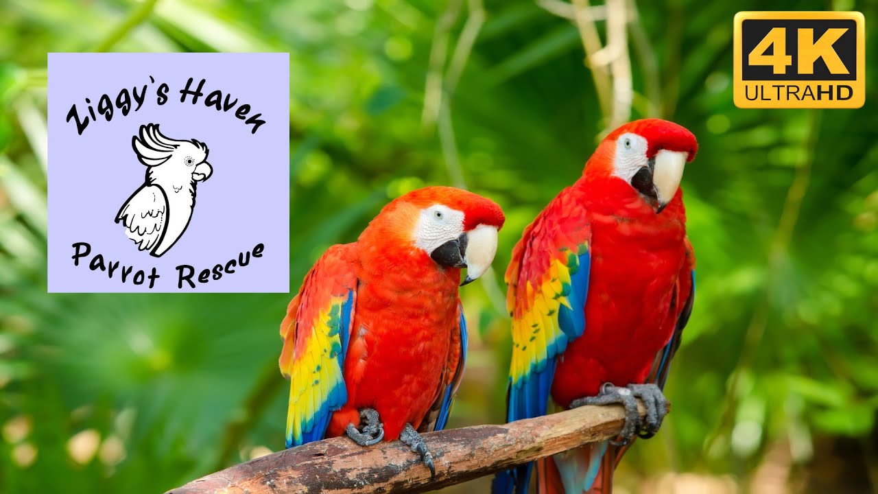Walking Tour & Visting the Adoption Center at Ziggy's Haven Bird Sanctuary (Inverness, Florida)