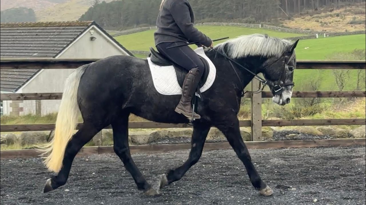 4 yrs., 15.2h. Irish Draught-X g. Allrounder 