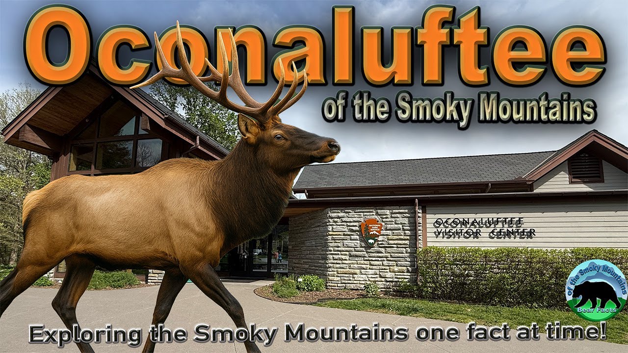 Oconaluftee of the Smoky Mountains! Where Elk Rule and Bears Are just a side show!