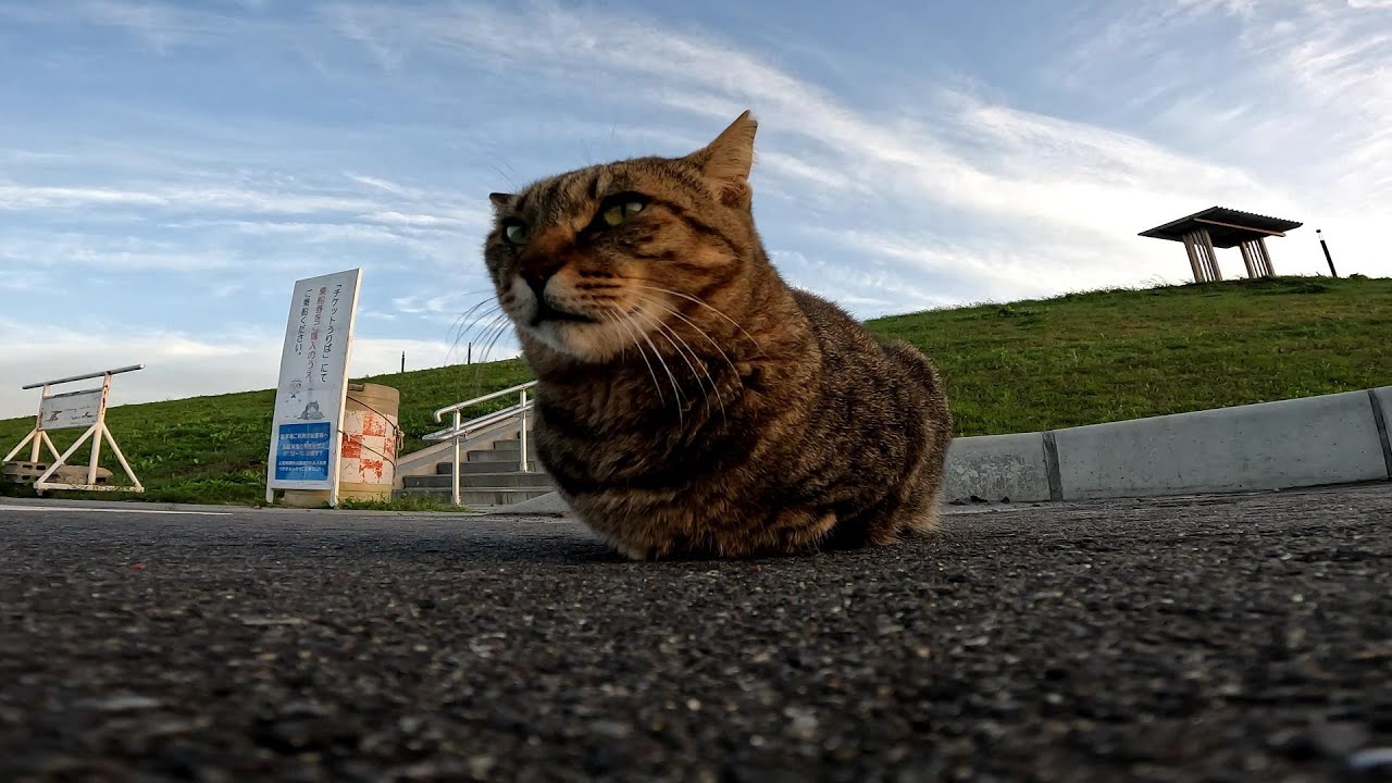 道路の途中で香箱座りを決める大胆な野良猫