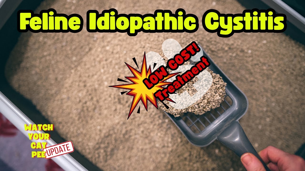 🐈 Feline Idiopathic Cystitis: Low Cost Treatment ✨