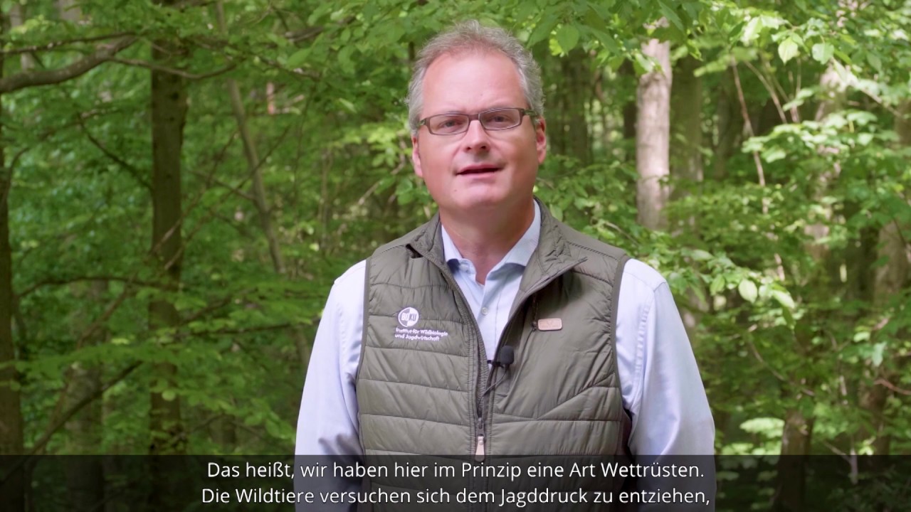 #waldbaumitwaidblick: Hilft verst&auml;rkte Jagd, Wildsch&auml;den zu reduzieren?