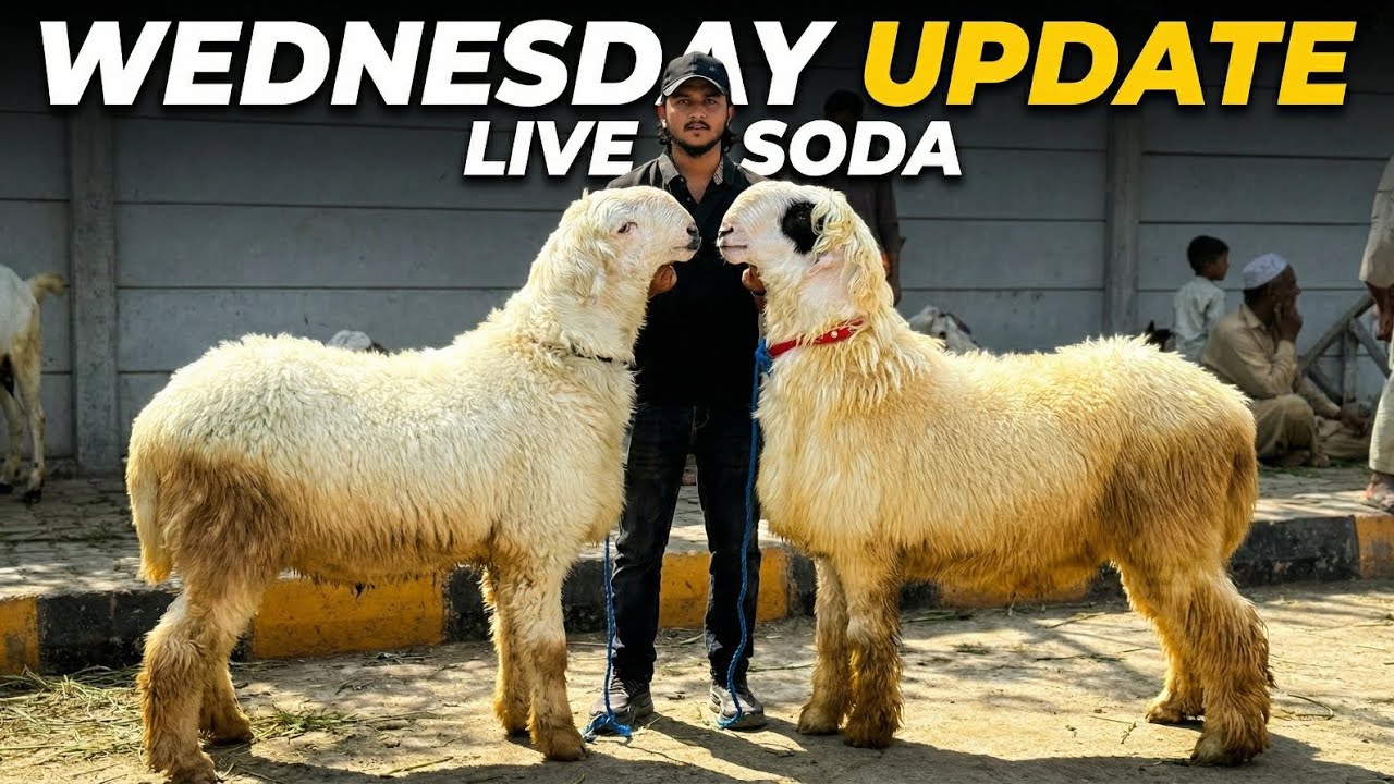 Wednesday Update | Live Soda | Lahore Mandi | Desi Bakre | Qurbani 2026 | Mazhar Biba Official 