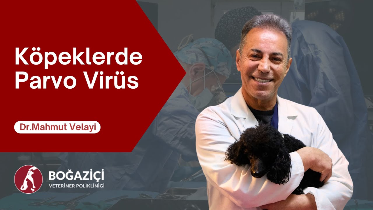 Köpeklerde Parvo Virüs