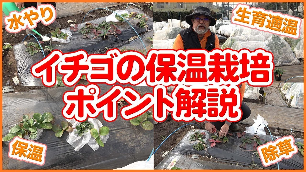 イチゴ栽培の保温対策！家庭菜園や農園で春に向けた害虫対策や保温栽培など冬の間に対策したいイチゴの育て方を徹底解説！【農園ライフ】