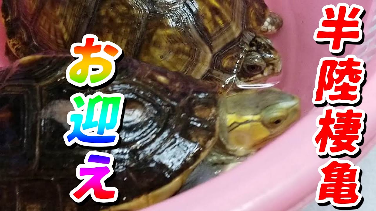 【半陸棲亀】セマルハコガメ＆ミツユビハコガメ お迎え！(里親)