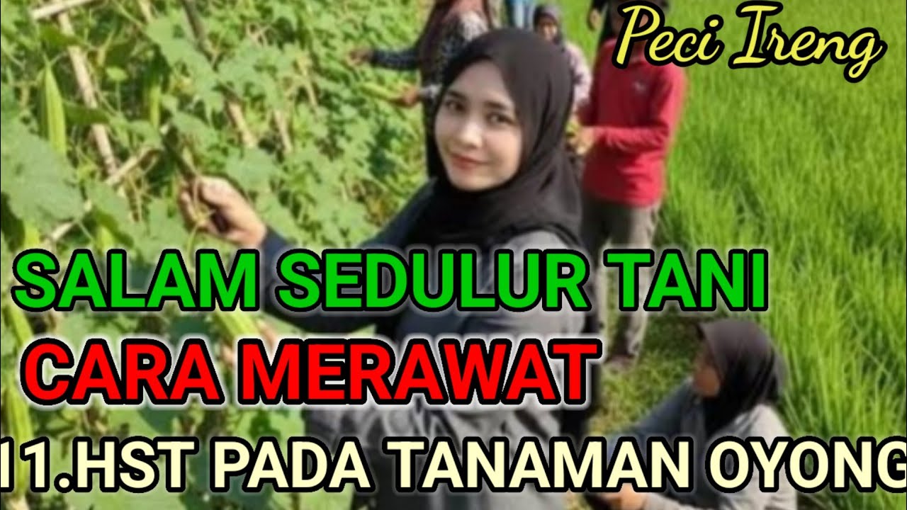 CARA MERAWAT TANAMAN OYONG HST 11 Di SUBUR DAN SEHAT