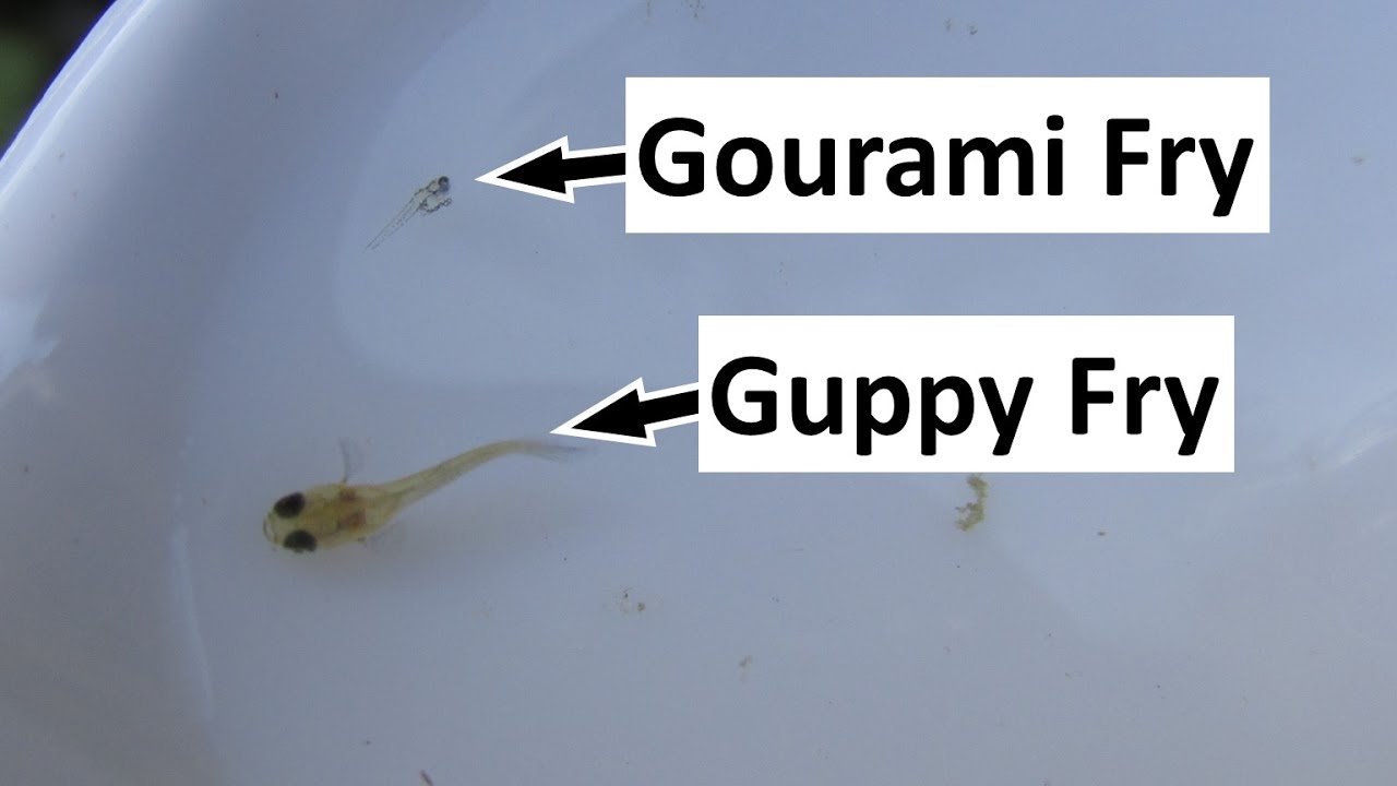 Raising and Feeding Tiny Gourami Fry