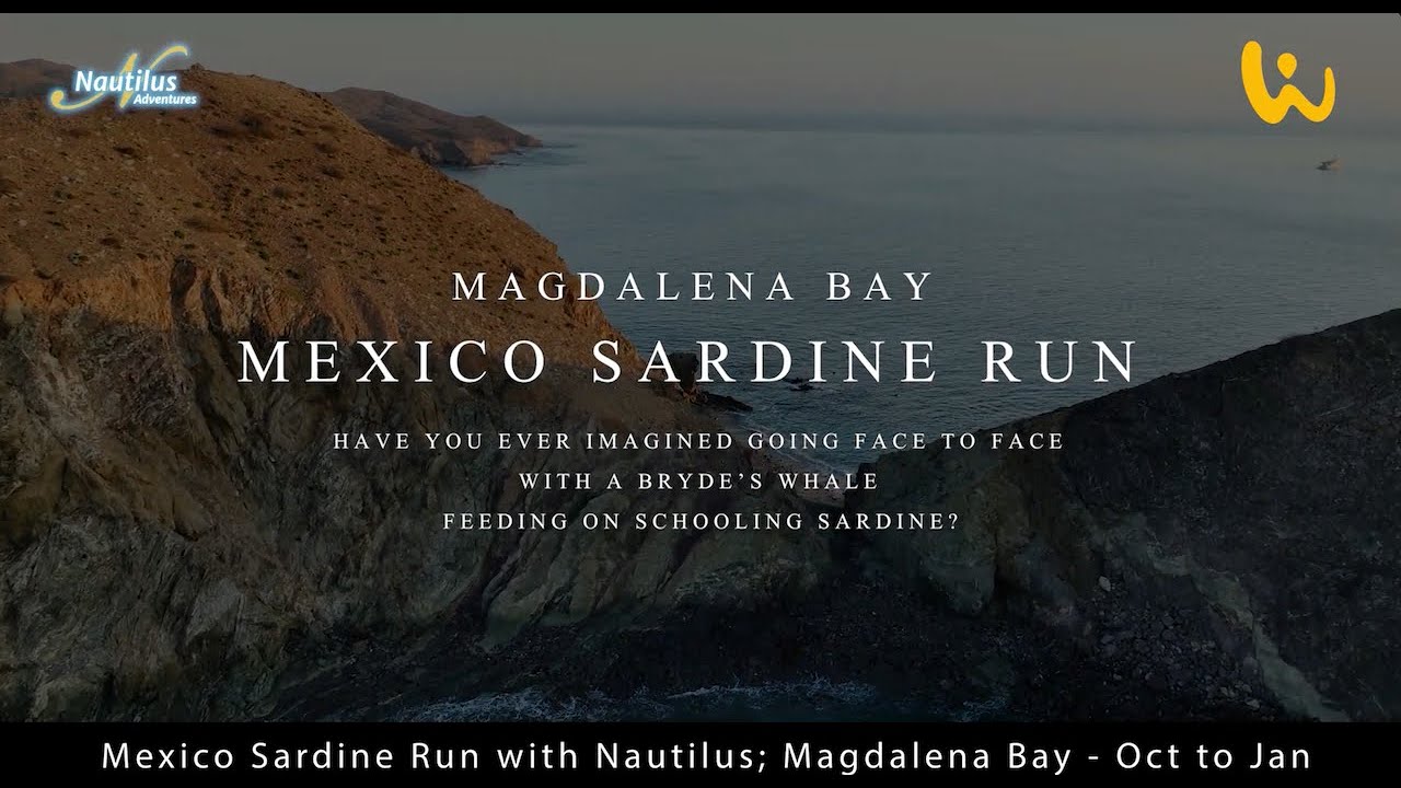 Mexican Sardine Run: Naturphänomen hautnah erleben! 🌊🐟