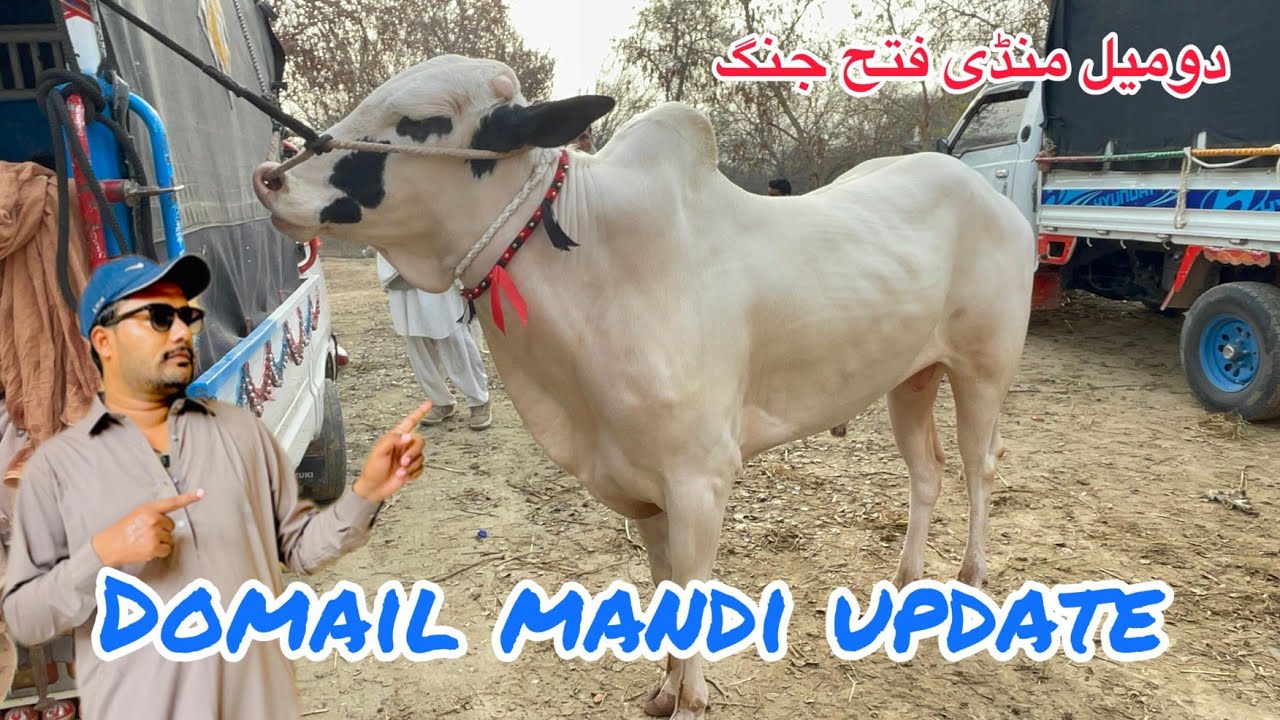 domail mandi today ll 6/2/2026 ll domail mandi 2026 latest update ll part 1 ll taxila mandi jamil tv