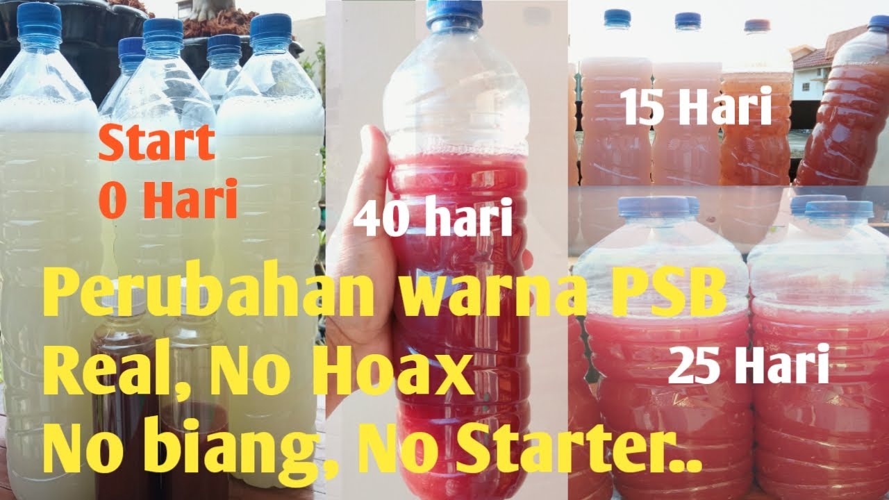 Perubahan Warna PSB, tanpa biang atau starter, dari bahan awal