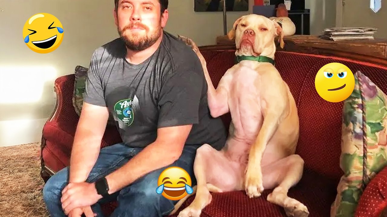 I dare you not to LAUGH at these FUNNY DOGS 😁🦮 - Best Funny Animals Videos 2026 #346