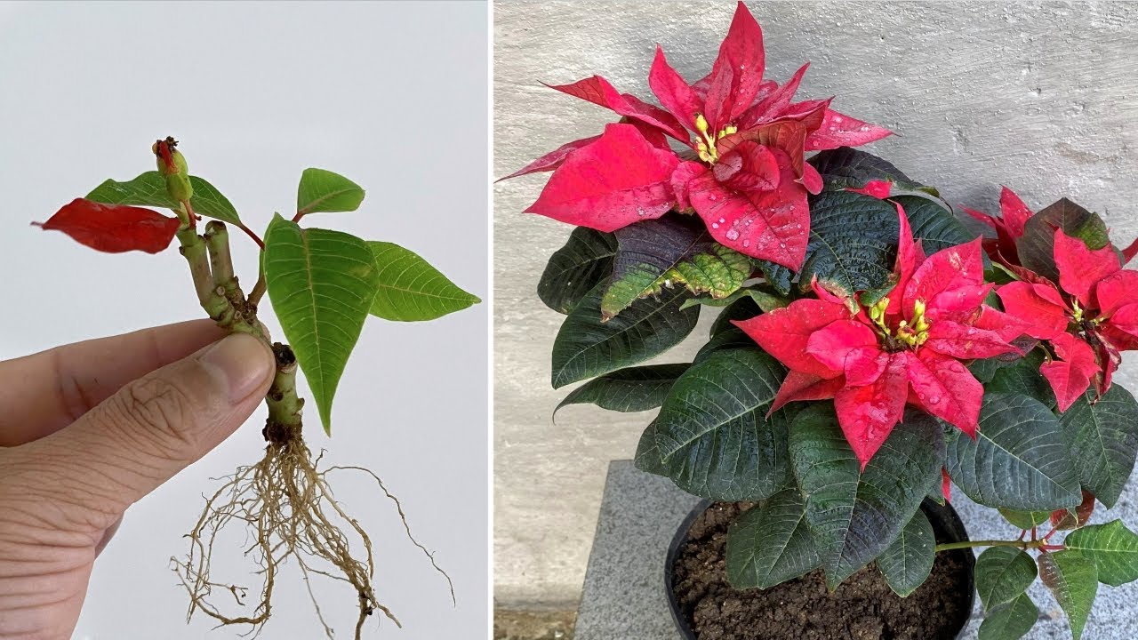 Размножение Euphorbia pulcherrima стеблем удивит вас