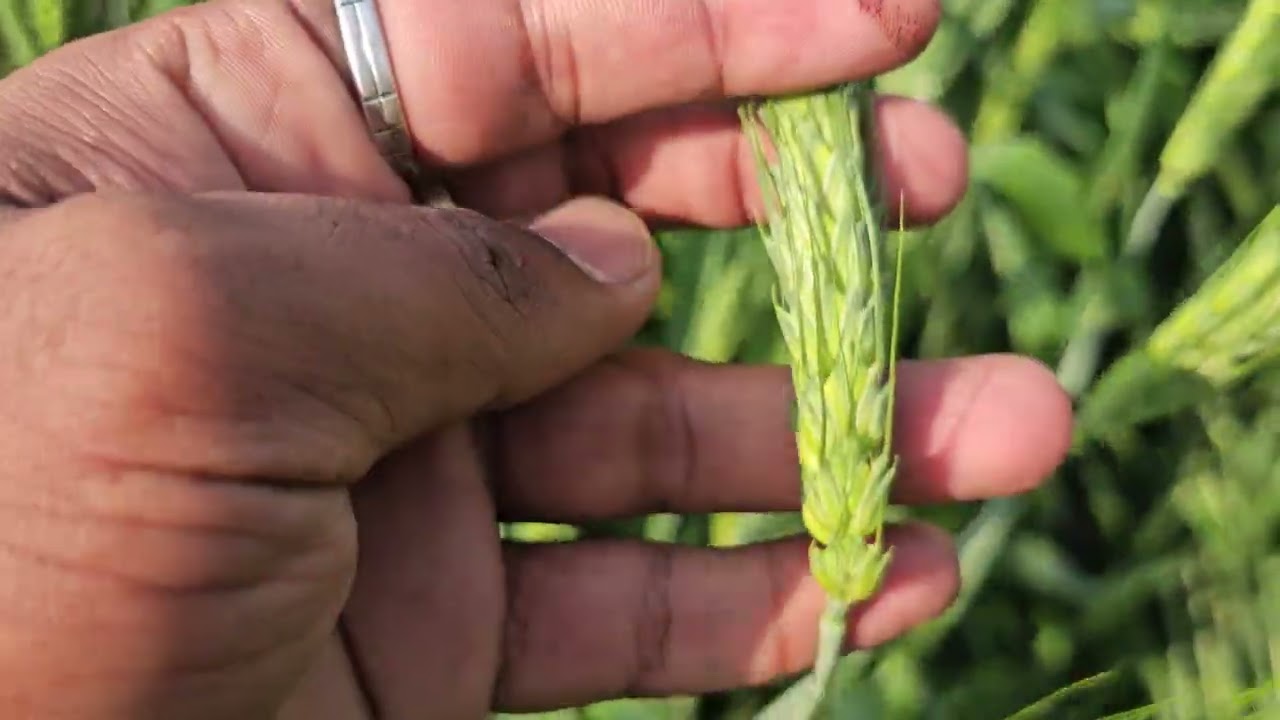 Hi-1669 variety hi-1669 gehu hi-1669 kism #farming #agriculture #wheat #trend #agriculture #trend 