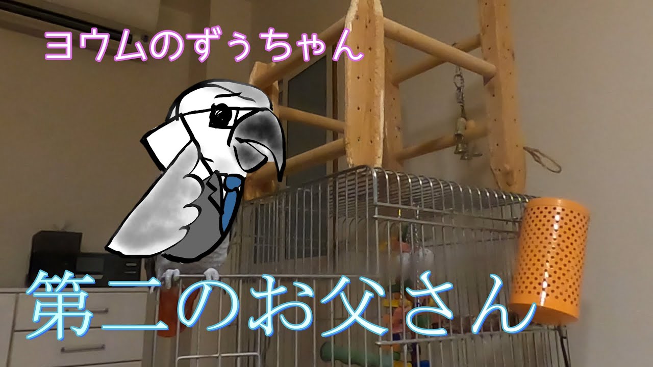 【ヨウムのずぅちゃん】第二のお父さん～電話が多忙の極み～