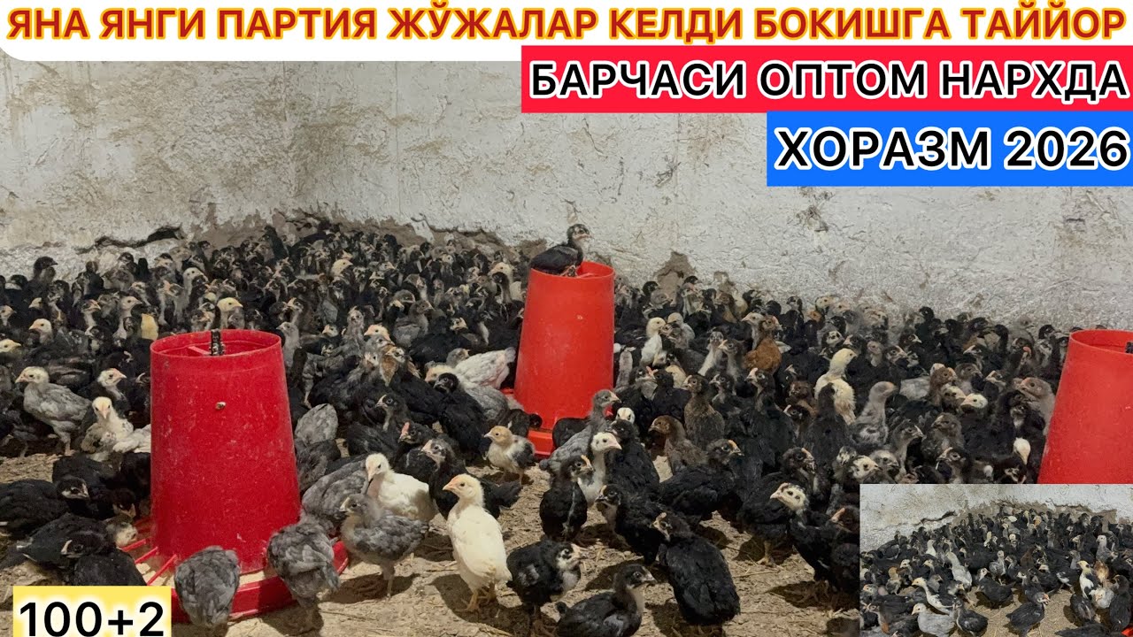 ЯНА ЯНГИ ПАРТИЯ ЖЎЖАЛАР КЕЛДИ БОКИШГА ТАЙЙОР ОПТОМ НАРХДА СОТЛАДИ ХОРАЗМ КЎШКЎПИР 17-февраль 2026