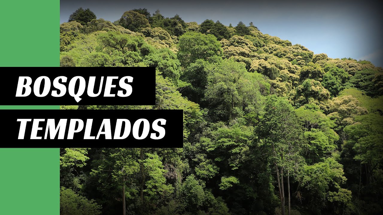 2 minutos sobre los bosques templados | epistemia