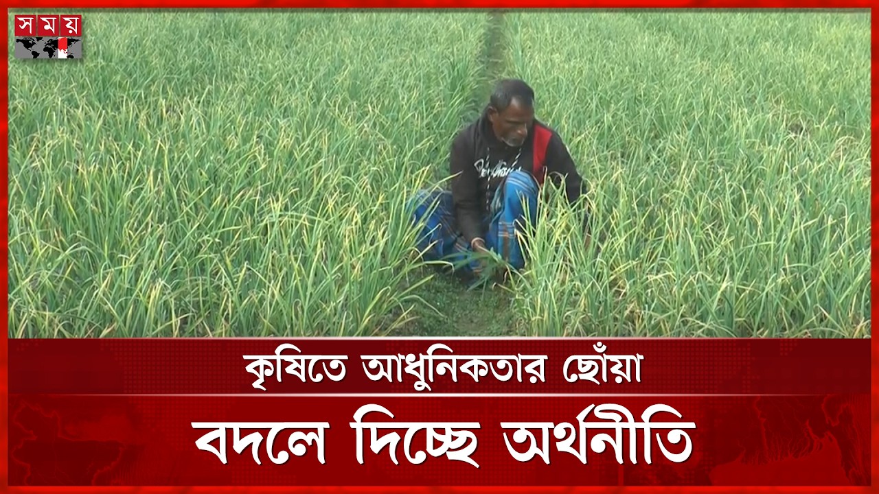ধানের জমিতে রসুন ও সবজির চাষ, দ্বিগুণ লাভবান কৃষক | Paddy field | Garlic | Somoy Agriculture