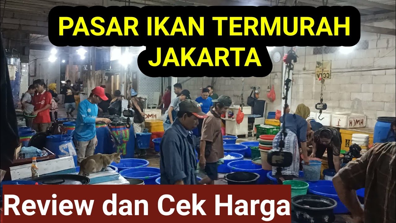 TERMURAH Pelelangan Ikan Kalibaru Cilincing - Pesaing Pasar Ikan Muara Angke - Review dan Cek Harga