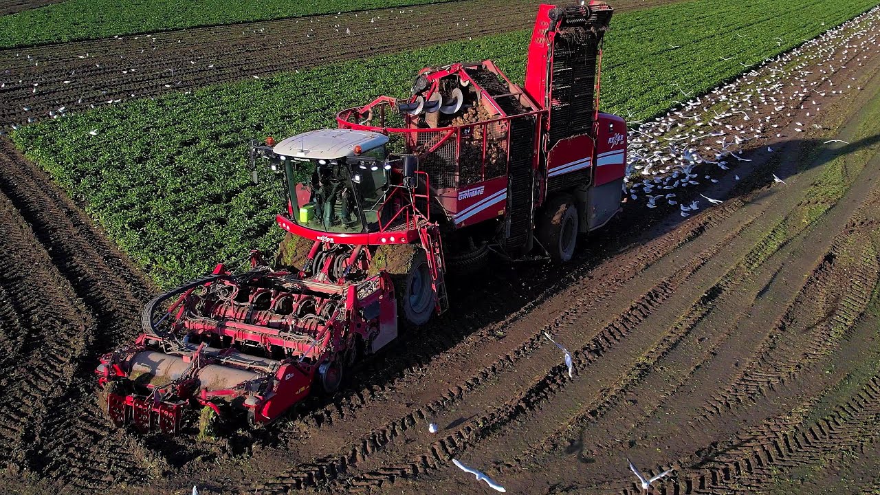 Suikerbieten rooien | Sugarbeet harvest | Zuckerrüben ernten | Grimme ReXor 620 | Fendt | Veenhuis