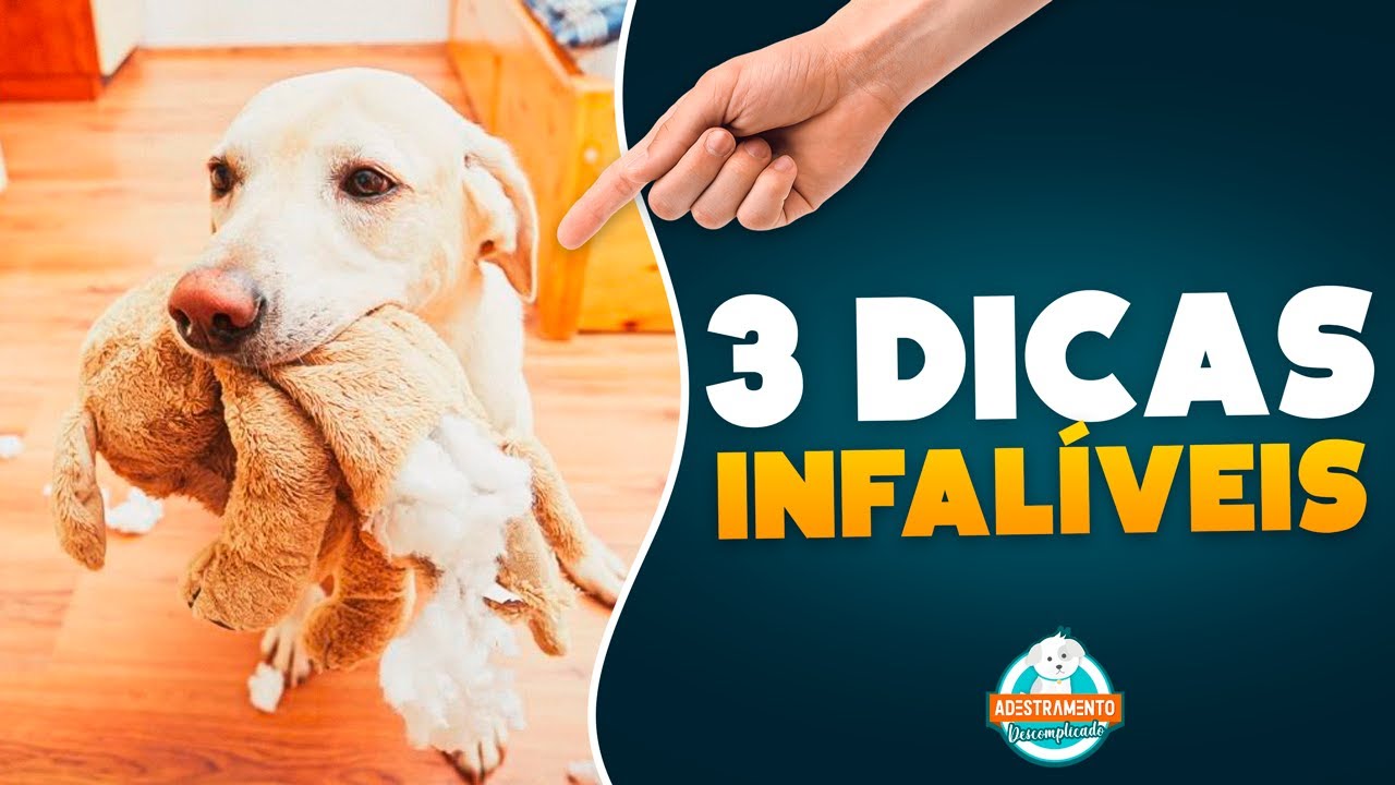 CACHORRO QUE DESTR&Oacute;I: 3 DICAS INFAL&Iacute;VEIS (2021)