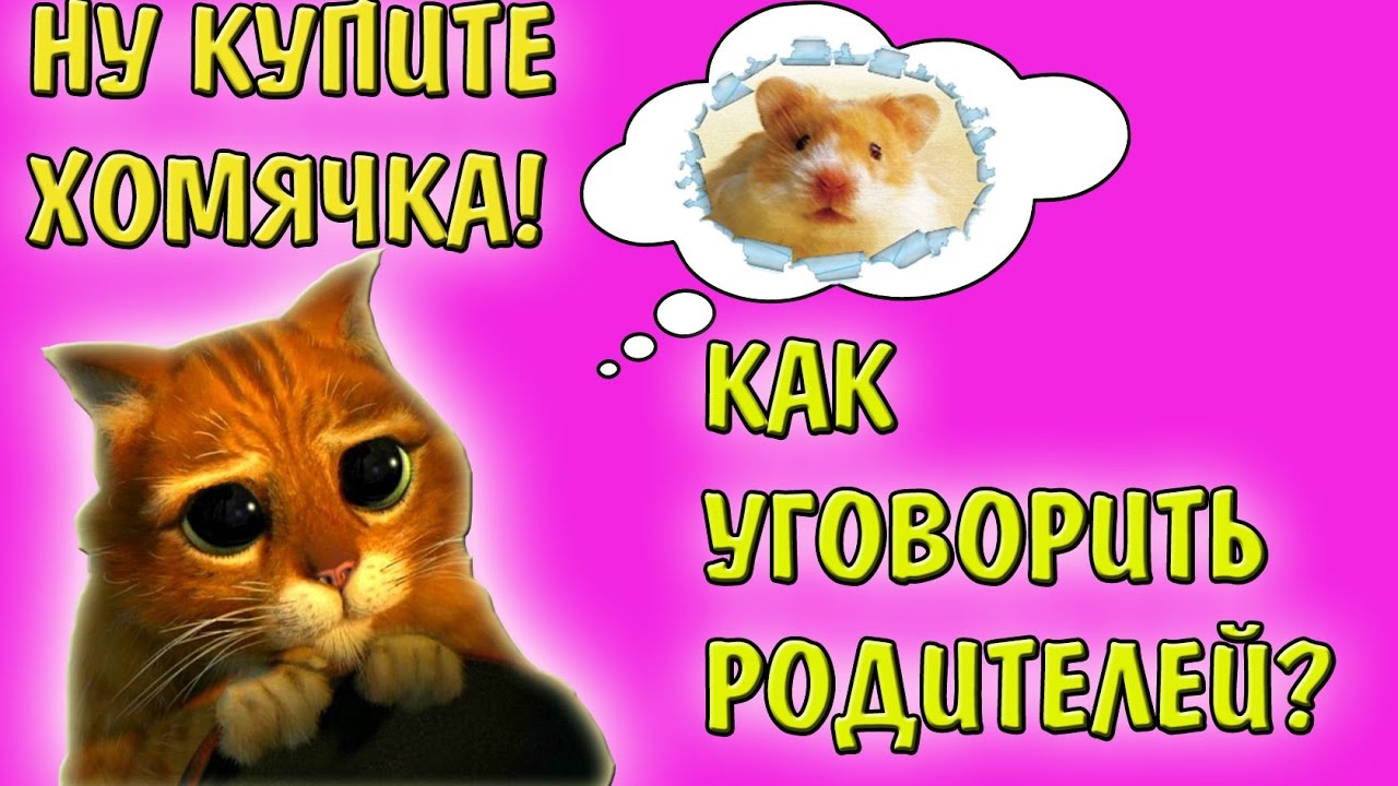 КАК УГОВОРИТЬ РОДИТЕЛЕЙ КУПИТЬ ХОМЯЧКА?  | КУПИТЬ ХОМЯКА | ХОМКУ | ХОМЯЧАТ |