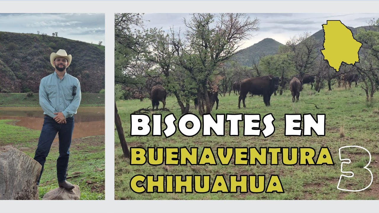 BUENAVENTURA, CHIHUAHUA. BÚFALO O BISONTE AMERICANO EN MÉXICO 🤠. PT. 3