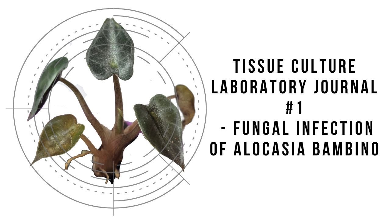 #1 Tissue Culture Laboratory Journal - Fungal Infection of Alocasia bambino
