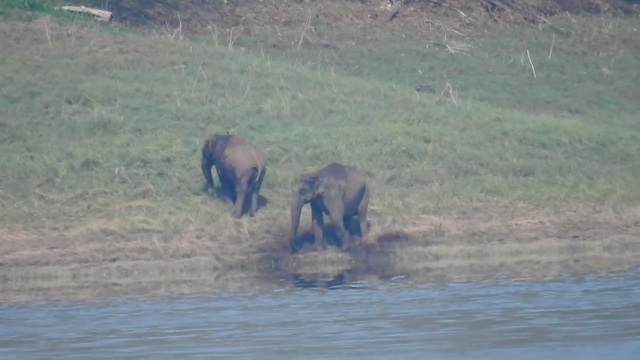 An elephant herd spotted at Idukki Wildlife Sanctuary