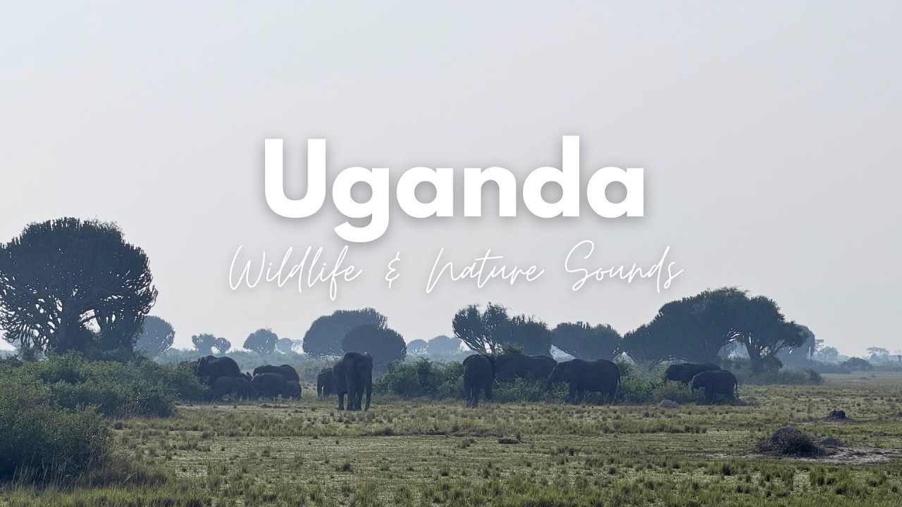 The Wild Heart of Uganda | Relaxing Wildlife & Nature Sounds