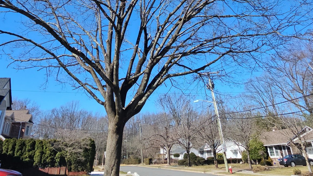 Neighborhood walk