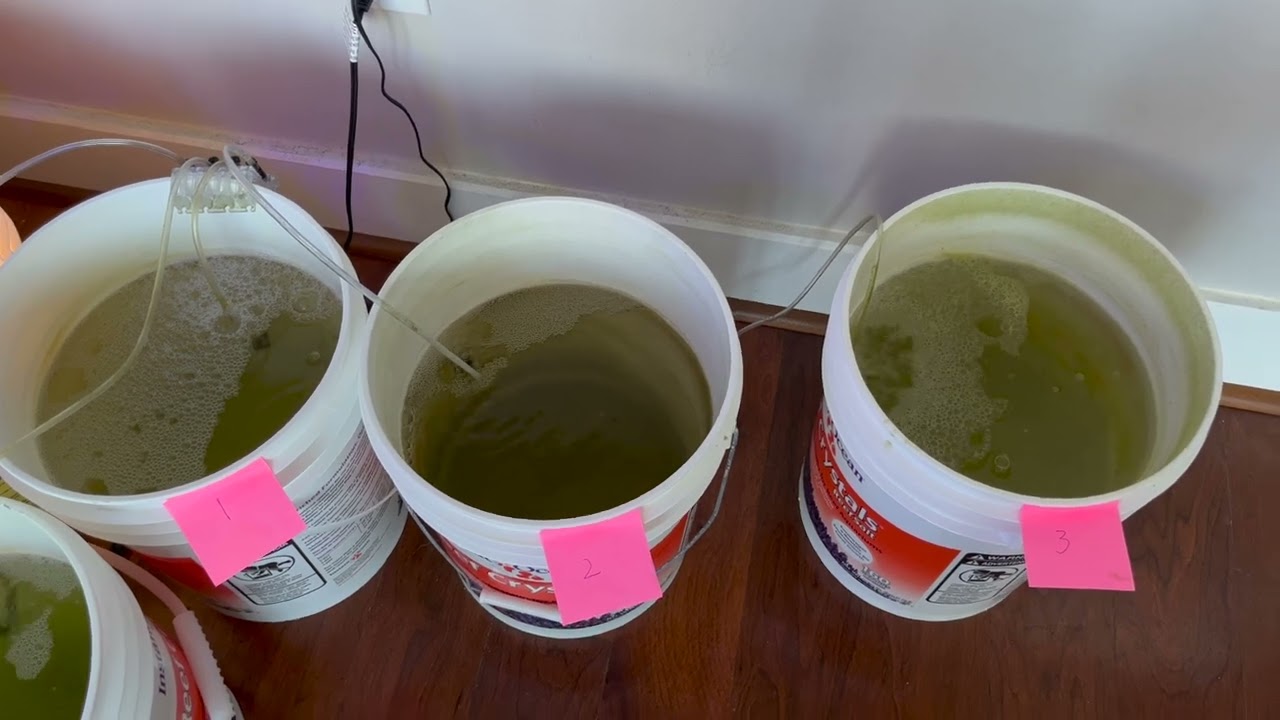 Phytoplankton for Rotifers experiment