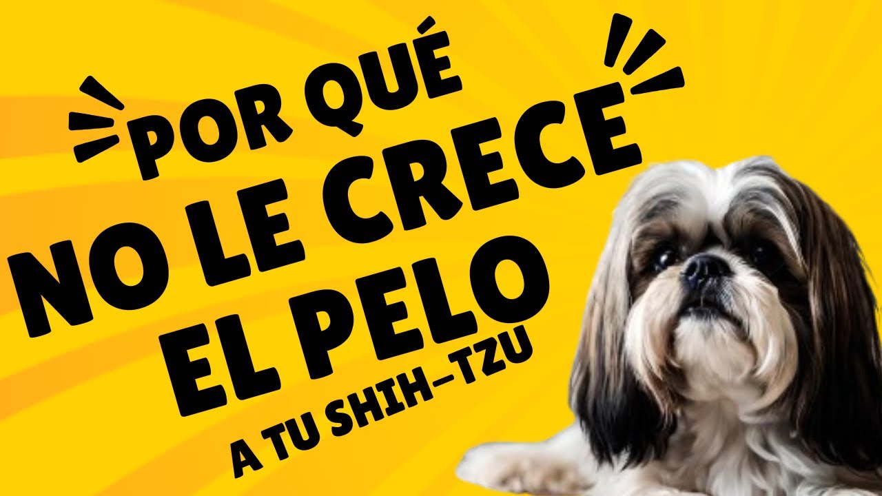 Por qué NO LE CRECE el PELO a tu Perro Shih Tzu - AQUÍ LOS MOTIVOS