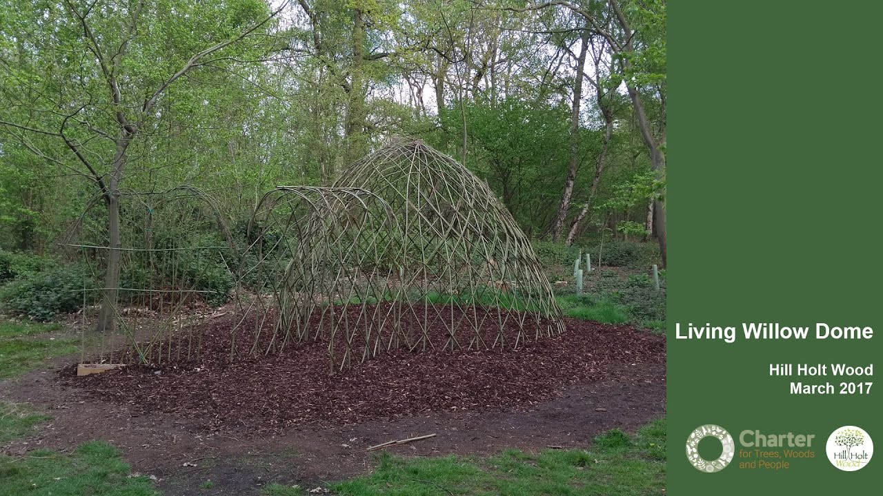GROWING UP GREEN: Living Willow Dome Construction
