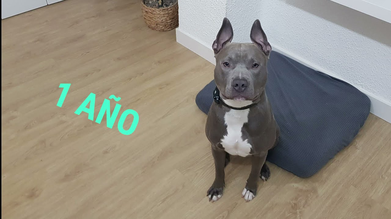 American Staffordshire terrier blue