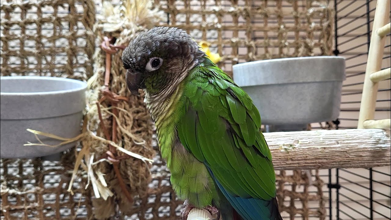 conure parakeet sounds for lonely birds to make them happy