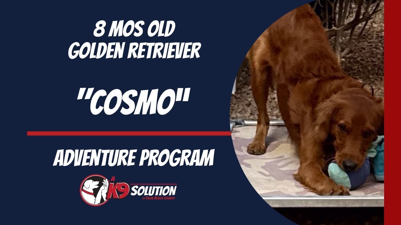 🐶Dog Trainers/Training South Florida & Arizona / Golden Retriever &lsquo;COSMO&rsquo;🦮