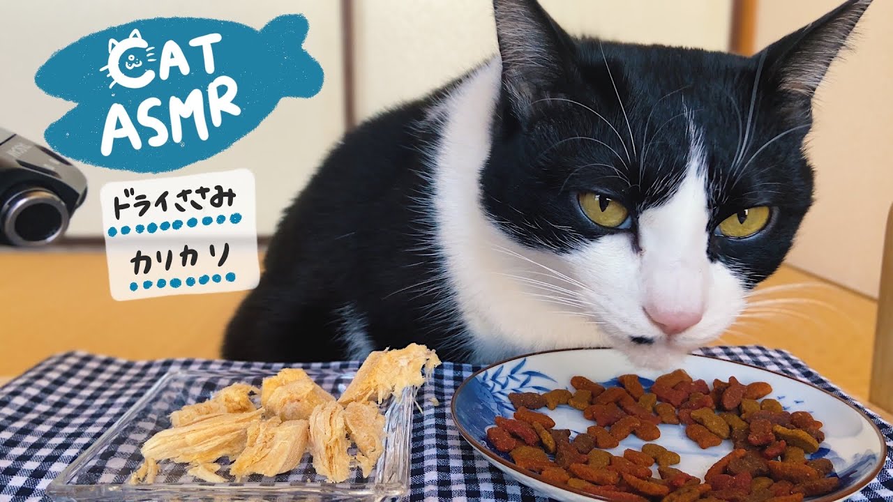 🍙👅ASMR｜フリーズドライのささみ＆カリカリを食べる猫【咀嚼音】
