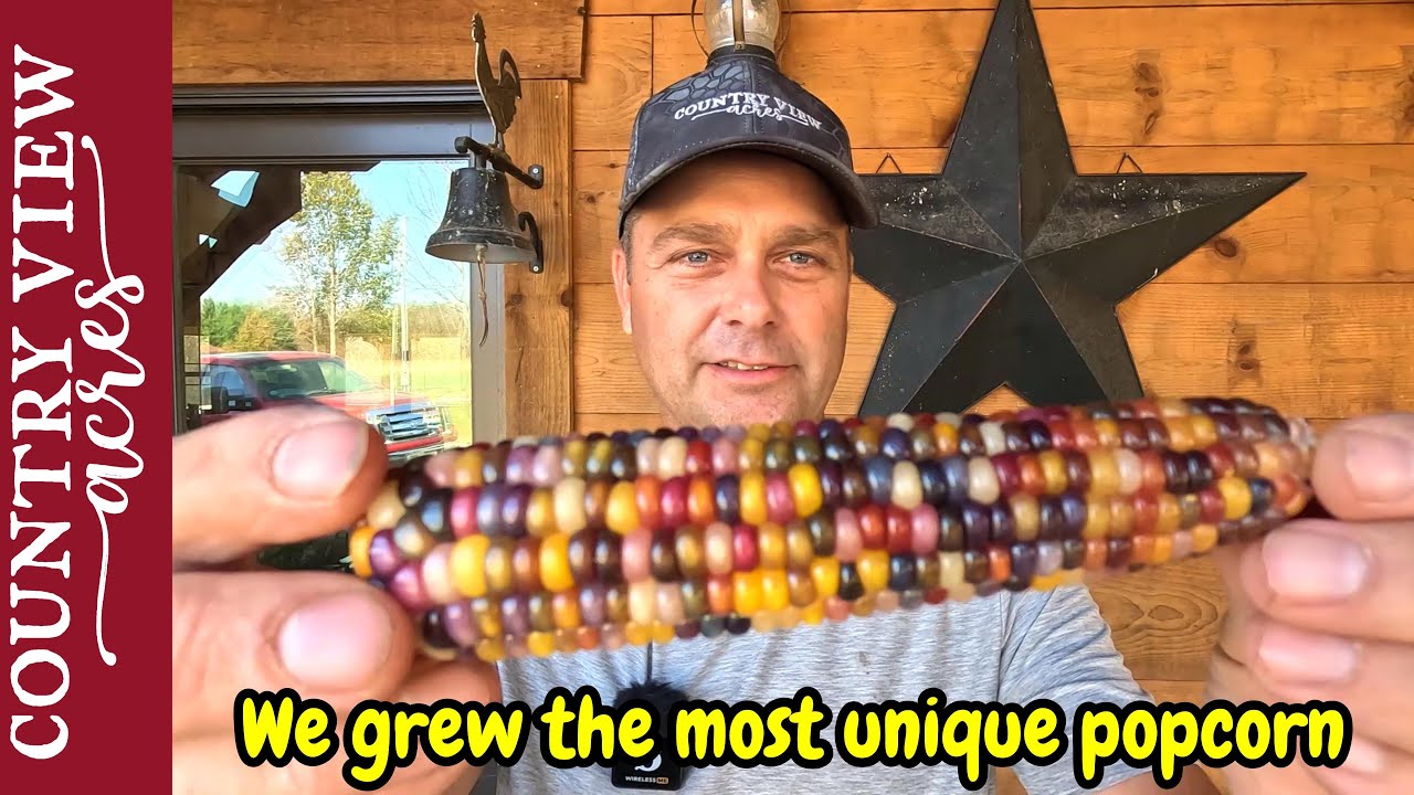 Glass Gem Popcorn, Our Final Garden Harvest.  Plus, Why I can't work inside the Shop.