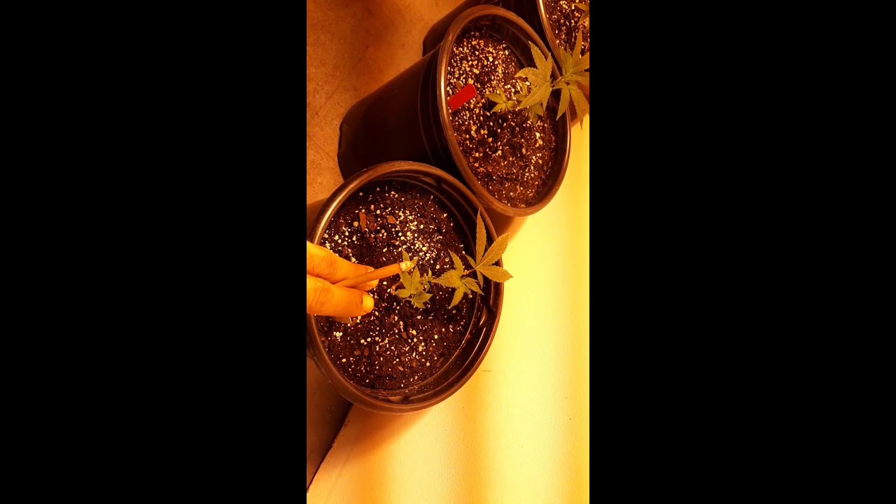 Poor man grow room