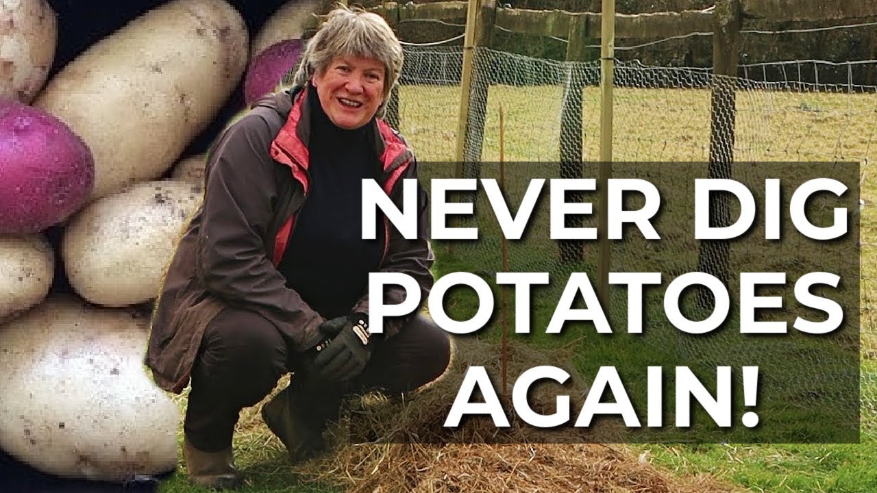 Lazy Potatoes | The Easy Way to Grow Potatoes | No Dig, No Compost, Easy Harvest!